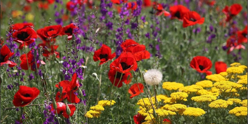 ԿԳՄՍ նախարար Արայիկ Հարությունյանի շնորհավորական ուղերձը Առաջին Հանրապետության տոնի առթիվ